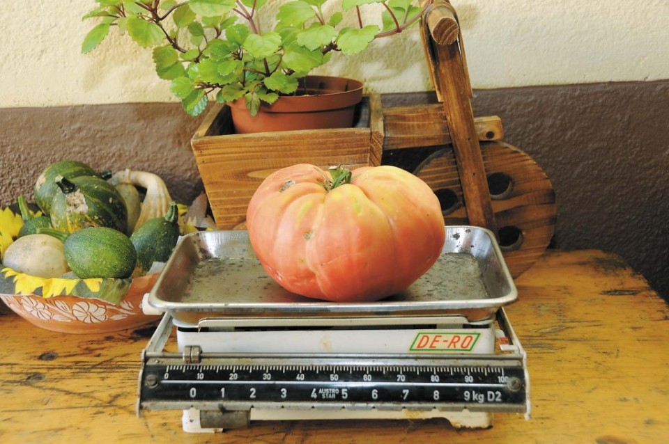 Ova paradajska (1,07 kg) je zrasla na vrtu Anice i Štefana Mezgolića u Celindofu (foto: heinz grausam)